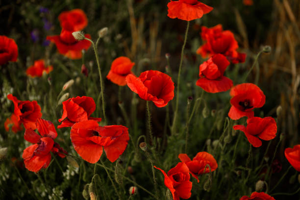 istock Close up selective focus on red poppies 1360216167