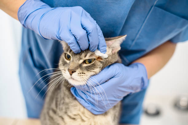 Cтоковое фото Ветеринарный врач дезинфицирует кожу кошки