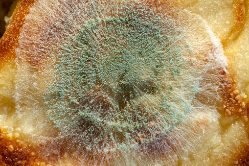 View of moldy surface of bread.