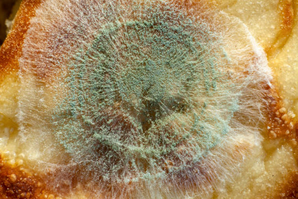 Mold on Bread View of moldy surface of bread. bacterial mat photos stock pictures, royalty-free photos & images