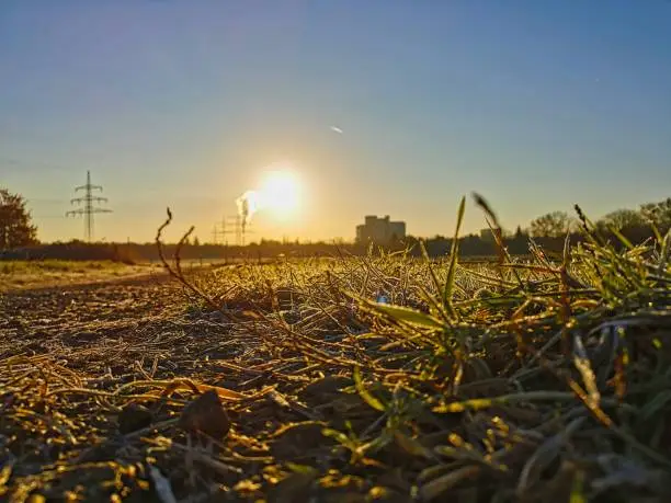 Walking in icy morning in the fields with frozen plants