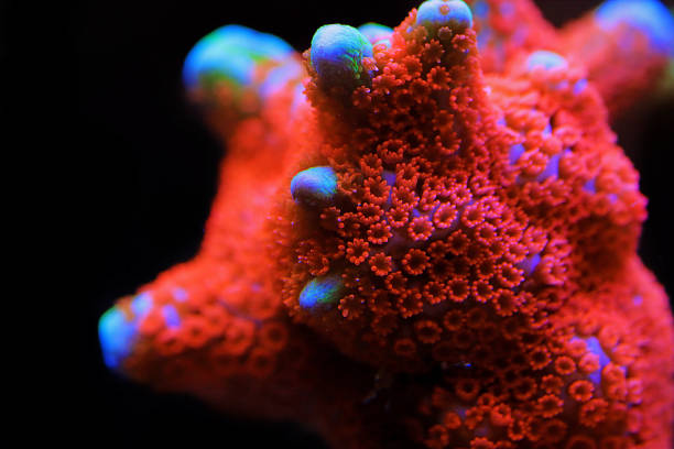 Montipora colorful stony coral in reef aquarium tank stock photo