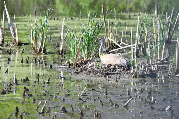 guindaste de areia no ninho - sandhill crane - fotografias e filmes do acervo