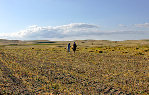 Kırşehir, Turkey - July 24, 2021: Unidentified Turkish people who is farm worker wearing traditional clothes in steppe with a small tractor in kırşehir turkey. They are harvesting the lentil on field in summer time.