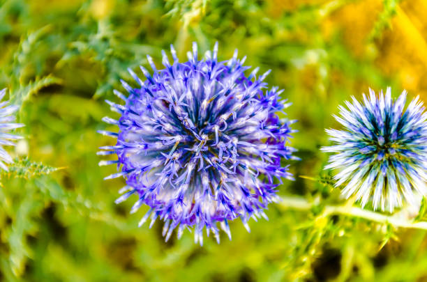 istock Closeup of an Echinops herbaceous plant on a sunny day 1360220715