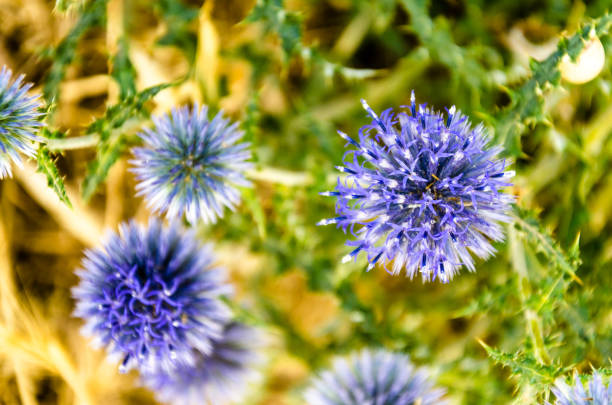 istock Closeup of an Echinops herbaceous plant on a sunny day 1360220718