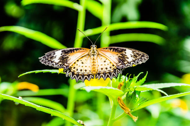 istock Female butterfly Hypolimnas Missippus, lepidopteron 1360220726
