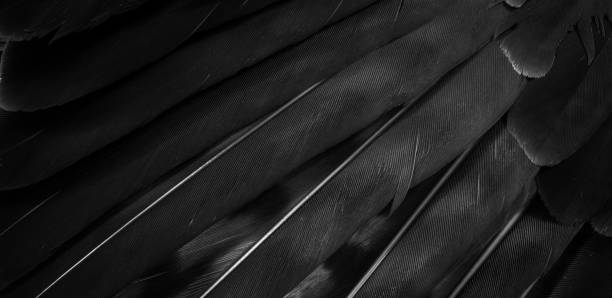 istock black hawk feathers with visible detail. background or texture 1360221030