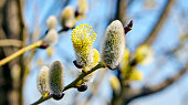 Goat willow, willow, blooms in spring on a clear day
