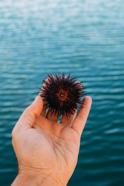 istock Holding a Sea-Urchin 1360221884
