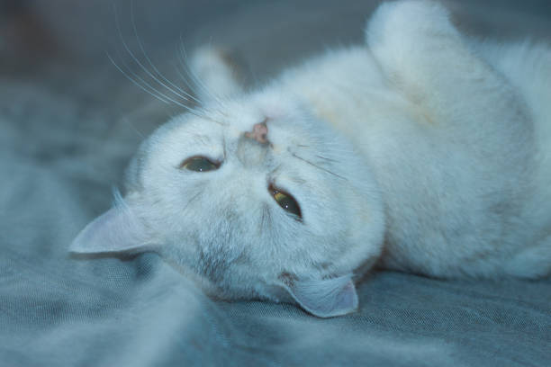 istock A sleeping cat. Portrait of a cat. Happy cat. 1360221959