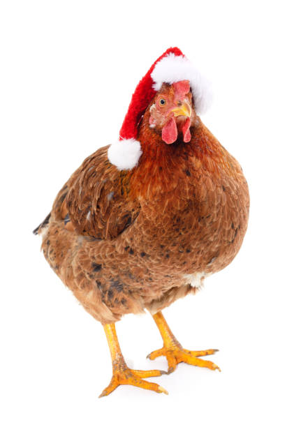 istock Chicken in a christmas hat. 1360222182