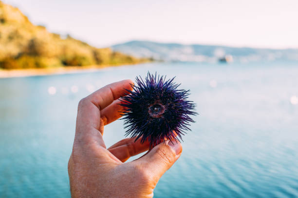 Holding a Sea-Urchin Holding a Sea-Urchin sea urchin stock pictures, royalty-free photos & images