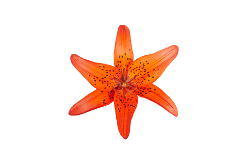 Orange lily blossom isolated on a white background