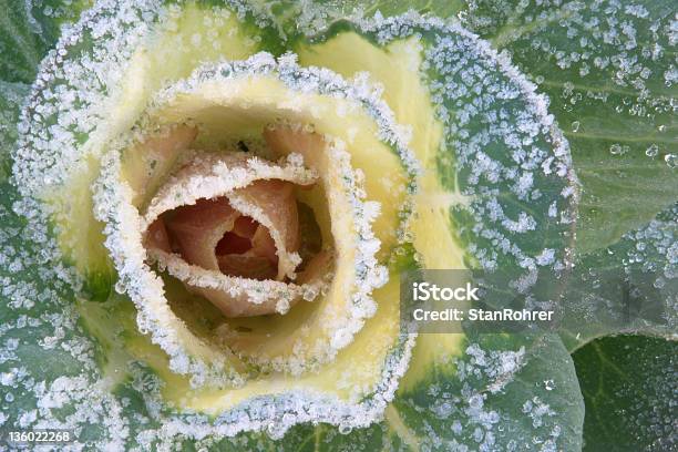 Photo libre de droit de Fleurs De Givre Un Chou banque d'images et plus d'images libres de droit de Arbre en fleurs - Arbre en fleurs, Brassicaceae, Chou