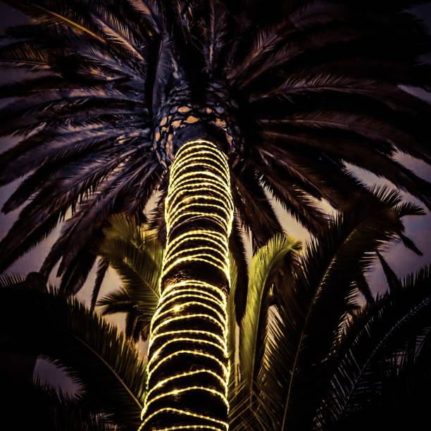 california notti - christmas palm tree island christmas lights foto e immagini stock