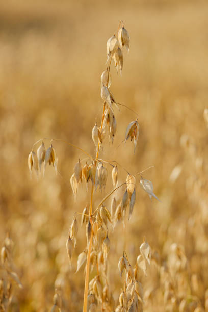 istock Cultivated golden ripe common oat cereal 1360223692