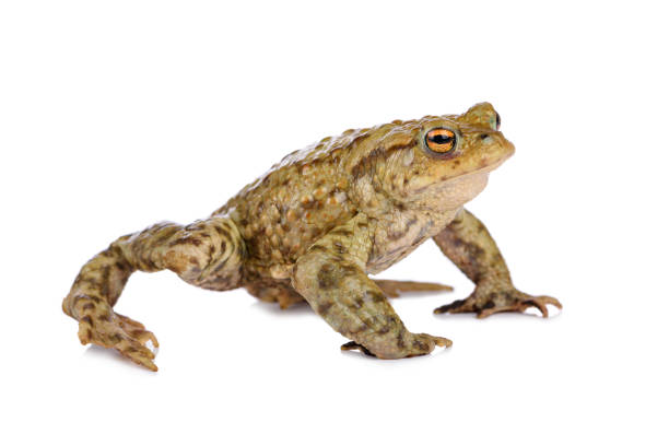 crapaud commun debout sur pattes, isolé sur blanc - common toad photos et images de collection