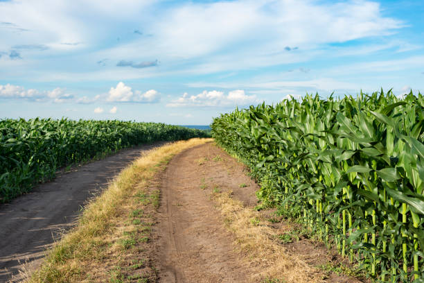 istock Dirt road through maize green field under blue sky in Ukraine 1360224597