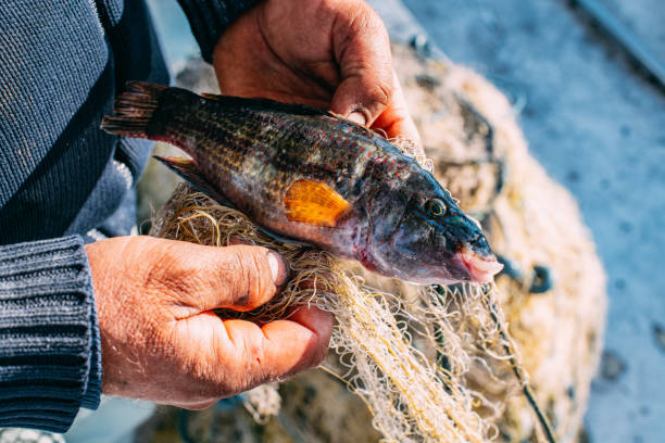 istock Fish Caught in Fisherman's Net 1360224857