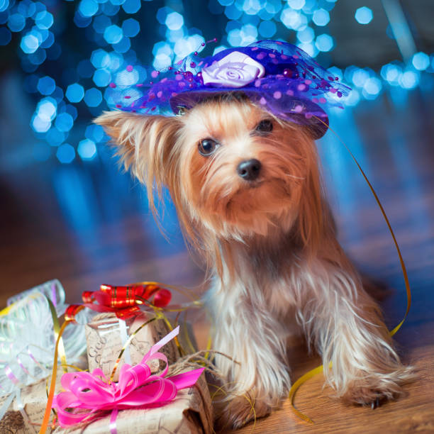 istock Yorkshire Terrier with groomer hair dog 1360225940