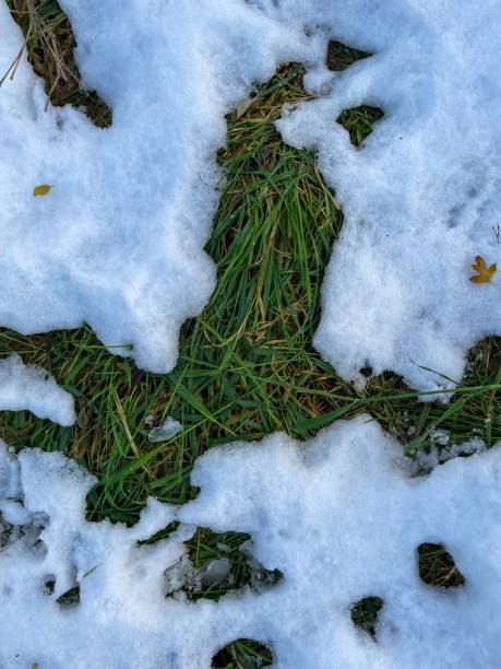 istock green grass covered with melted snow.  winter.  background 1360226055