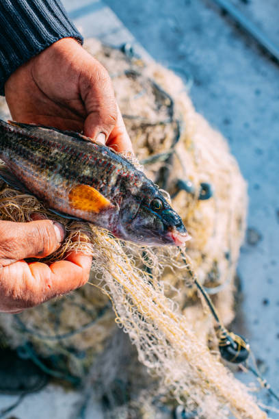 istock Fish Caught in Fisherman's Net 1360226067