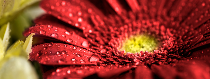 Close-up of a beautiful red Gerbera flower with water drops. Shallow depth of field.