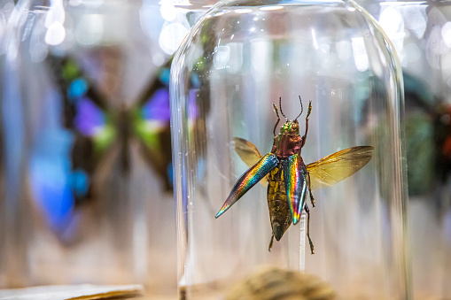 a picture of a closeup of an insect in a glass jar in a store