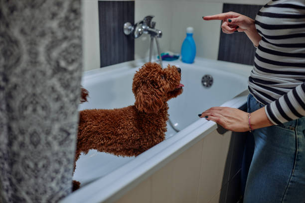 istock A dog taking a shower. Red poodle in bathroom. 1360227795