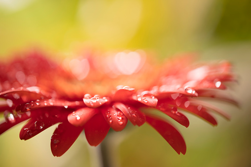 Close-up of a beautiful red Gerbera flower with water drops. Beautiful heart shaped bokeh - it's a REAL bokeh photo, not an illustration or computer filter. Shallow depth of field, space for copy.