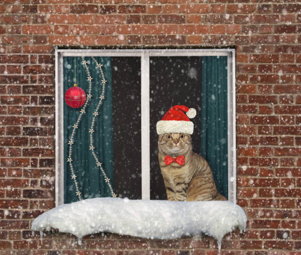 istock Cat looks through window for Christmas 1360230236