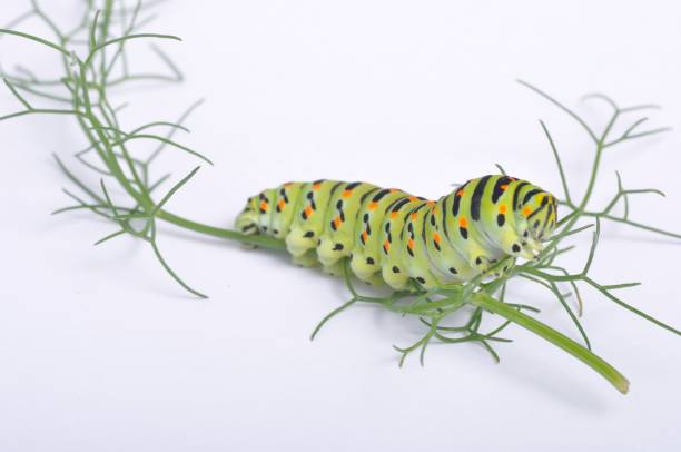 istock Swallowtail caterpillar on a white backgroung 1360230799
