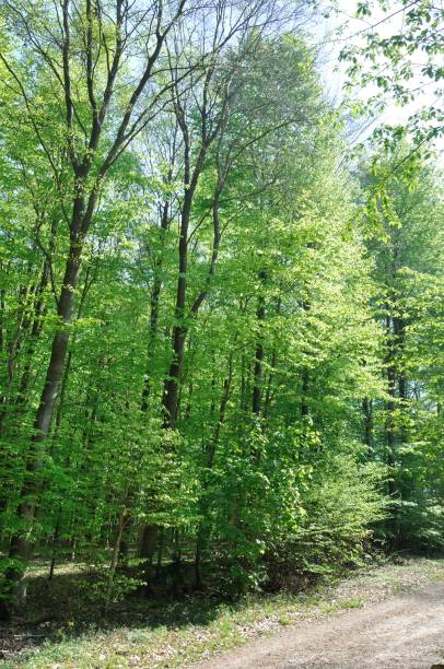 istock The Communal forest of Saint Pierre Les Elbeuf 1360231330