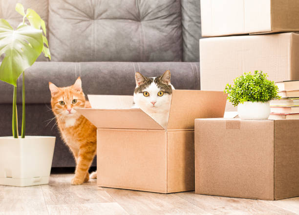 two cats in cardboard boxes two cats playing in cardboard boxes, moving to a new house unpacking photos stock pictures, royalty-free photos & images