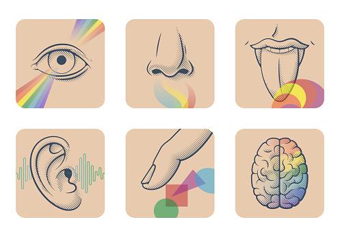 Set of five human senses: sight, smell, taste, hearing and touch. Simple anatomical images: nose, tongue, eye, ear, finger and brain. Vector illustration of sensory organs.