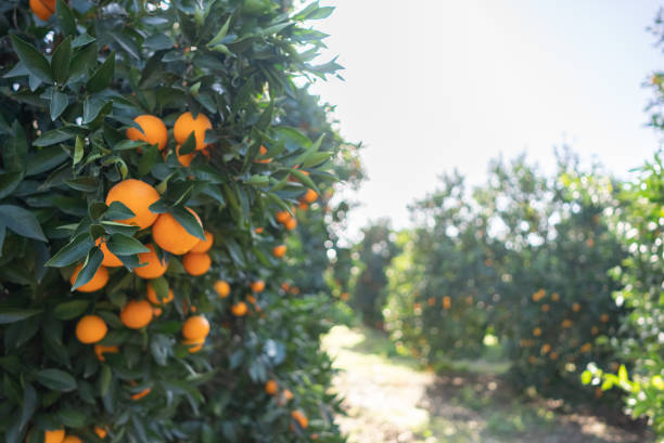 istock Orange Garden orange orchard on a bright sunny day. 1360235296