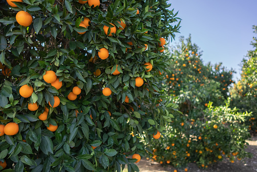 Cropped shot of orange trees in an orange orchard on a bright sunny day.