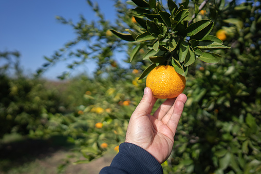 Farmer hand picking a tangerine.