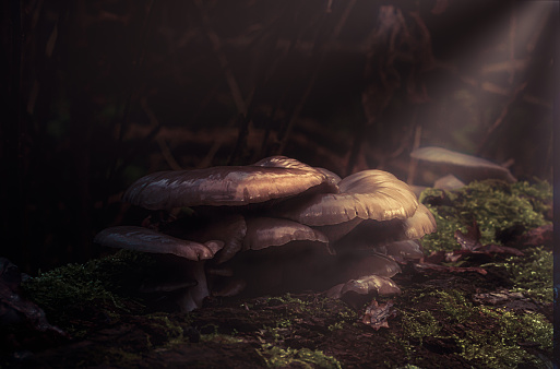 Light painting mushrooms