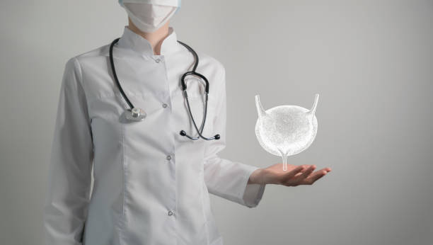 Nephrologist doctor, bladder specialist. Aesthetic handdrawn highlighted illustration of human bladder. Neutral grey background, studio photo and collage. Bladder issues medical concept. Photo of female doctor, empty space. kidney failure photos stock pictures, royalty-free photos & images