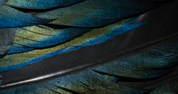 istock black and blue feathers of a magpie. background or texture 1360239991