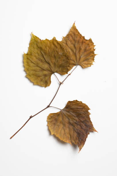 istock Texture of yellow autumn leaf isolated on a white background 1360240644