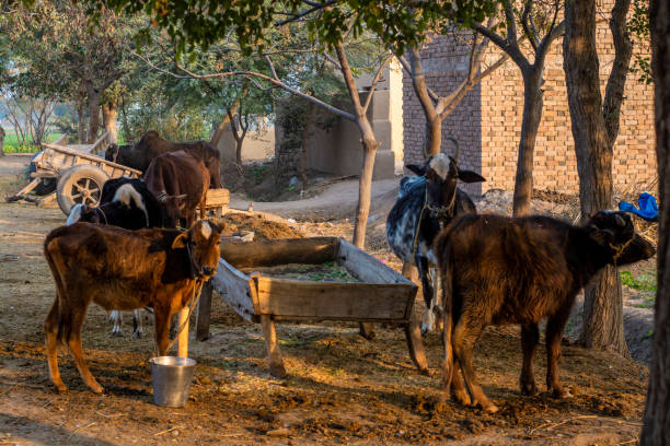 Punjab Village Stock Photos, Pictures & Royalty-Free Images - iStock