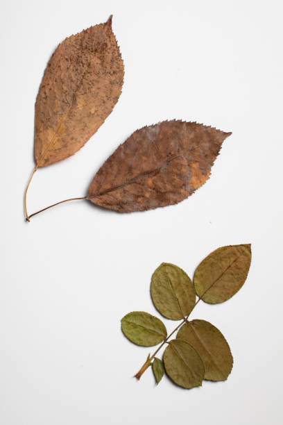 istock Leaf autumn fall seasonal nature 1360240975