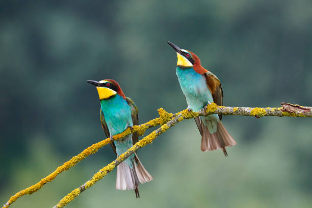 European bee-eater (Merops apiaster). Beautiful European bee-eater couple (Merops apiaster). The male brings as a gift an insect to the female during courtship. bee eater photos stock pictures, royalty-free photos & images