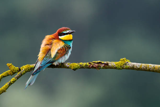 ヨーロッパの蜂を食べる人、メロプスアピアスター。 - bee eater colorful bird beautiful bird animal ストックフォトと画像