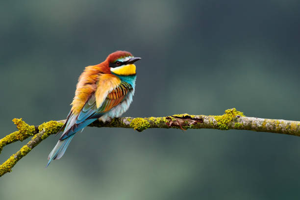 European bee eater, Merops apiaster. Beautiful european bee eater, Merops apiaster perched on a yellow branch. bee eater stock pictures, royalty-free photos & images
