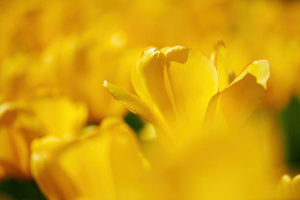 Yellow tulip in the middle of a field of other voluntarily blurred tulips. Beautiful spring flowery background.