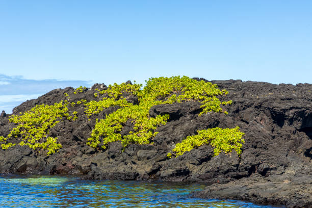 120+ Richardson Fotos fotos de stock, imagens e fotos royaltyfree iStock